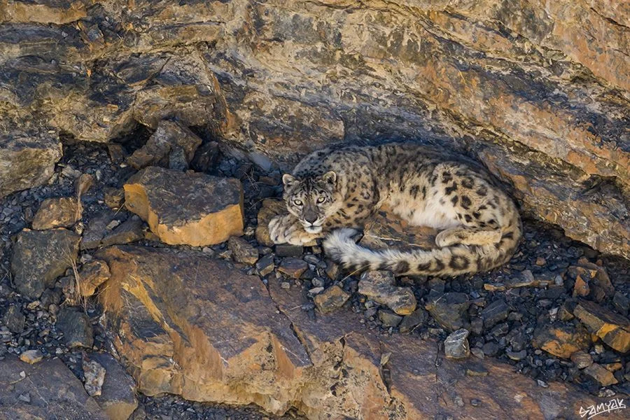 Pin Valley National Park – A Hidden Himalayan Wilderness 4 snow leopard