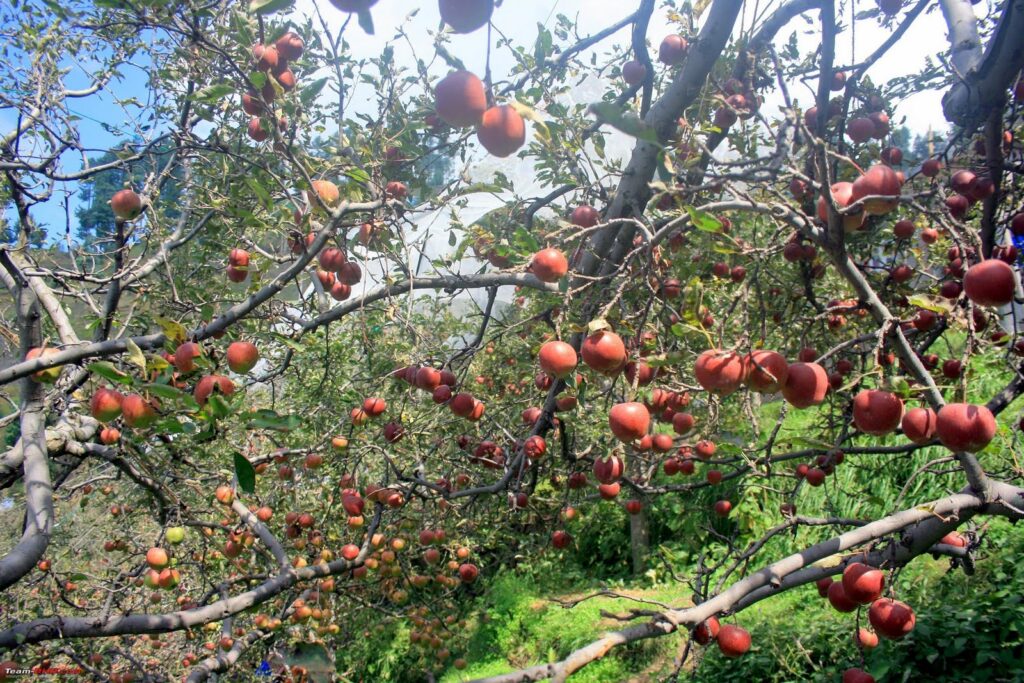 Apple Orchards and Agri-Tourism in Kinnaur – A Crisp Himalayan Delight