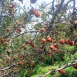 Apple Orchards and Agri-Tourism in Kinnaur – A Crisp Himalayan Delight