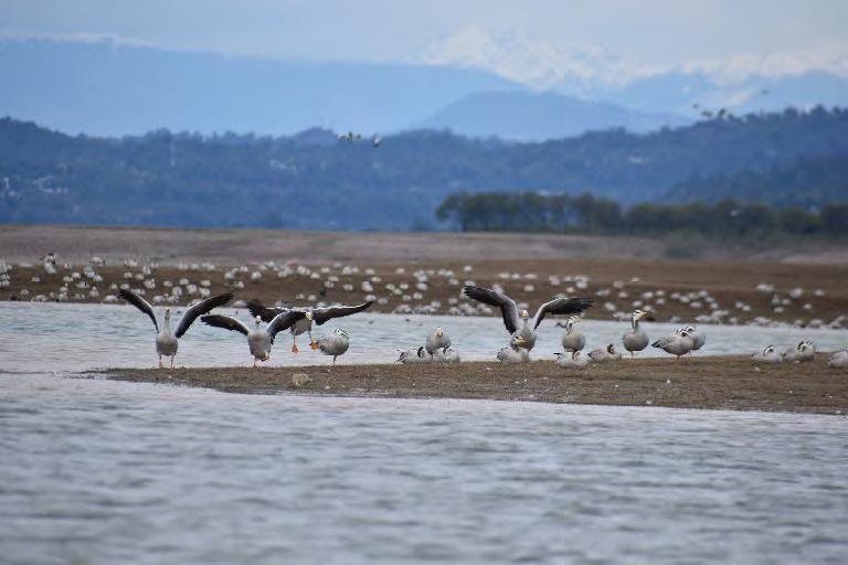 Kandrour Bridge & Pong Dam Sanctuary – History Meets Bird Paradise 4 Pong Dam Sanctuary