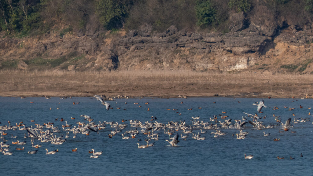 Kandrour Bridge & Pong Dam Sanctuary – History Meets Bird Paradise