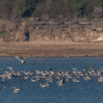 Kandrour Bridge & Pong Dam Sanctuary – History Meets Bird Paradise