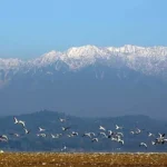 Pong Dam Wetlands – A Birdwatcher’s Paradise in Una