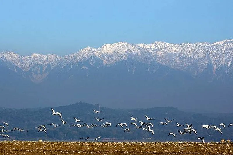 Pong Dam Wetlands – A Birdwatcher’s Paradise in Una