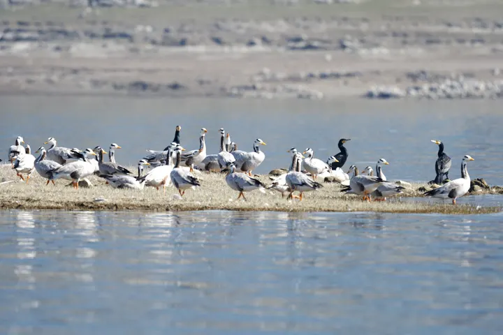 Gobind Sagar Lake & Nangal Dam – A Water-Wonder Wonderland 6 Gobind Sagar Lake