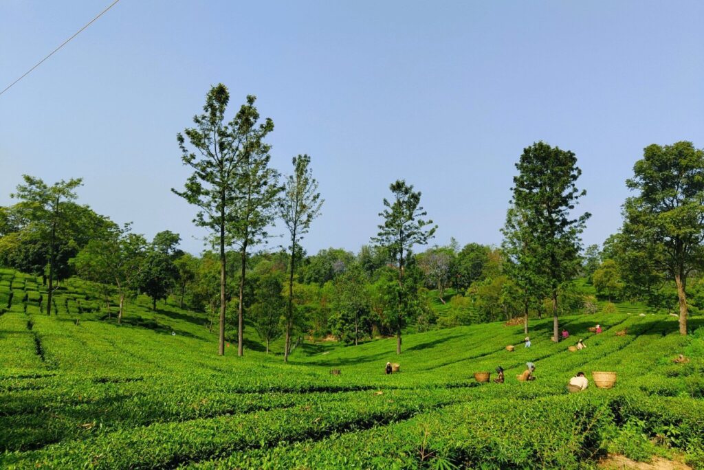Palampur – Himachal’s Tea Capital Hidden in Pine Forests