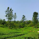 Palampur – Himachal’s Tea Capital Hidden in Pine Forests