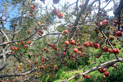 Rajgarh – The Peach Bowl of Himachal Pradesh 3 Rajgarh – The Peach Bowl of Himachal Pradesh