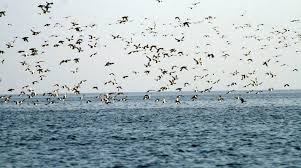 Pong Dam Wetlands – A Birdwatcher’s Paradise in Una 4 Pong Dam Wetlands